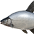 上口欧鳊