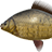 金鲫