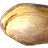 珠蚌