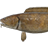 单鳍鳕