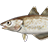 牙鳕