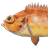 海平鲉