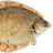 鲽鱼