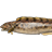 绵鳚