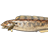 绵鳚